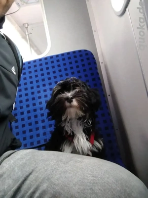 Hawaneser Deckrüde  Bild 2