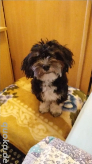 Hawaneser Deckrüde  Bild 6