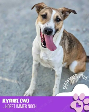 liebe, freundliche Hündin "Kyrie" hofft endlich auf Ihre Chance und sucht ein Zuhause  Bild 2