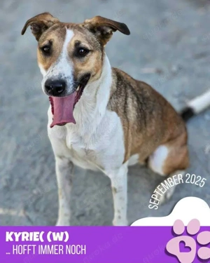 liebe, freundliche Hündin "Kyrie" hofft endlich auf Ihre Chance und sucht ein Zuhause  Bild 6