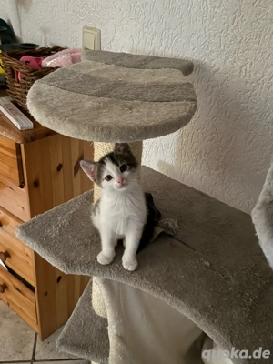 Ich suche ein neues Zuhause 