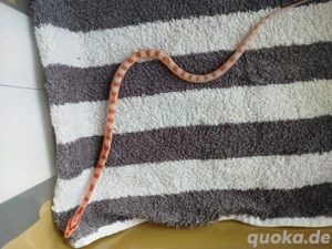 Kornnattern (Pantherophis guttatus) Nz 25 Abzugeben 