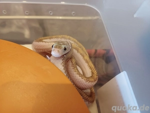 1.1 pantherophis obsoletus Licorice  whitesided nz 24