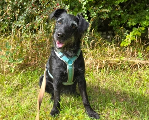 Feliciti, 1 Jahr - Schnauzer-Mix - Tierhilfe Franken e.V.