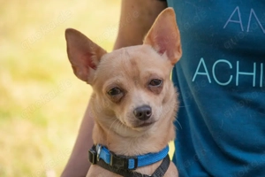 Madita - 10 Monate - Chihuahua - Tierhilfe Franken e.V.