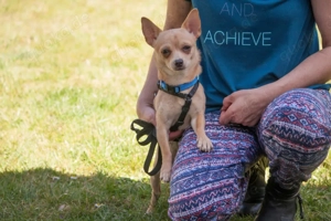 Madita - 10 Monate - Chihuahua - Tierhilfe Franken e.V. Bild 7