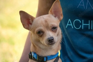 Madita - 10 Monate - Chihuahua - Tierhilfe Franken e.V. Bild 10