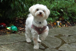 Mayla Ling, 3 Jahre - Malteser - Tierhilfe Franken e.V.