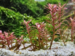 Aquariumpflanze Rotala Rotundifolia