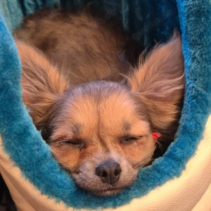 Klein Tommy, 5 Monate - Langhaar Chihuahua - Tierhilfe Franken e.V.