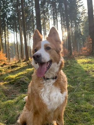 Harzer Fuchs Mischlingshündin