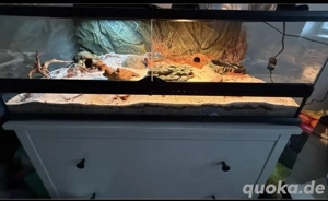 ExoTerra 90x45x30 mit Einrichtung