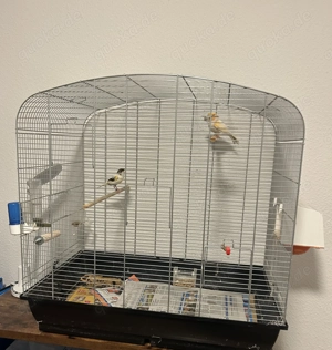 Canari Vogel zu verkuaufen 