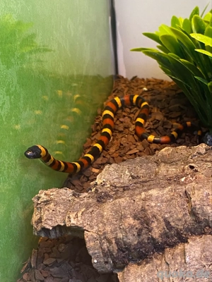 Puebla Milchnatter L. t. campbelli