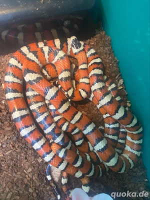 Arizona Königsnatter 