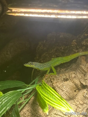 Martinique Anolis 1.1