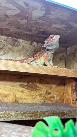 2 jähriger Bartagame mit Terrarium