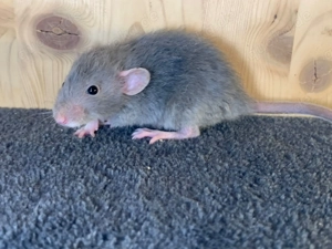 Zahme, soziale Ratten aus seriöser, liebevoller Zucht  Bild 2