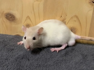 Zahme, soziale Ratten aus seriöser, liebevoller Zucht  Bild 3