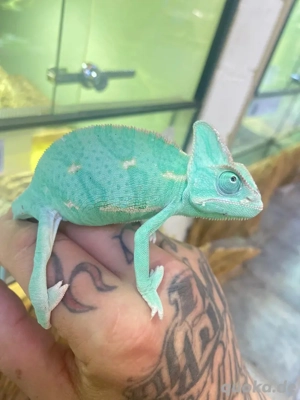 Jemenchamäleon Blau