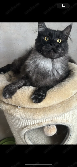 Maine coon jungkater black smoke xl maine coon