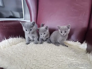 Russisch Blau Kätzchen (Reinrassig) Yoki