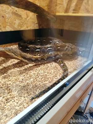 1.0 Netzpython von 2021