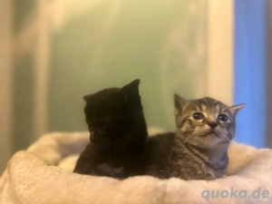 Liebevolle Kätzchen suchen ein neues Zuhause