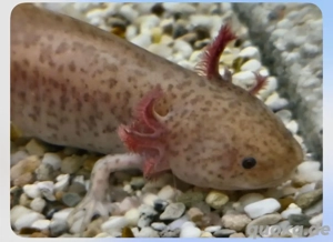 axolotl abzugeben