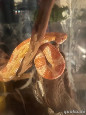 Kornatter 0.1  1,5 Jahre alt ( Tausch möglich)