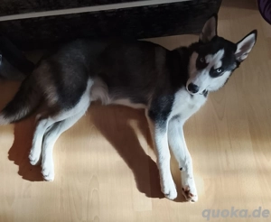 Siberian Husky-Rüde reinrassig 6 Monate 