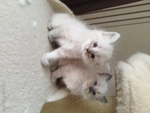 News Masqarade Hl. Birma Mix 