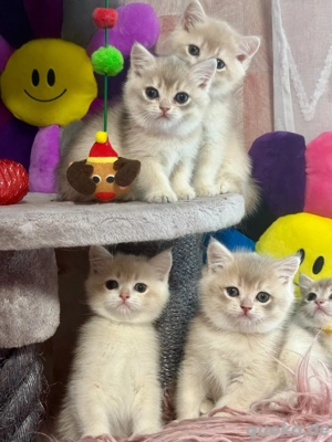 Reinrassige BKH Kitten mit Stammbaum 