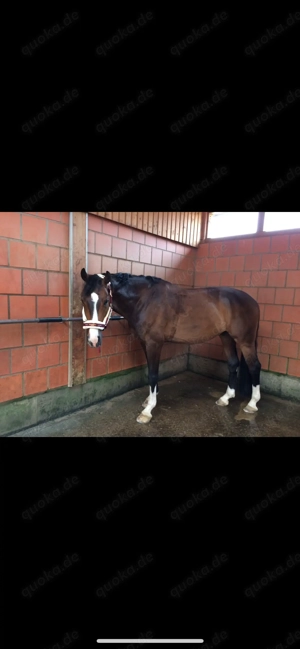 Hübscher Wallach sucht als Beisteller neues zu Hause