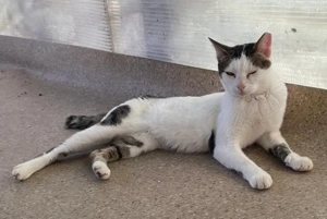 Traumkatze Zoe - Oberschmusebacke sucht tolles Zuhause mit Freigang