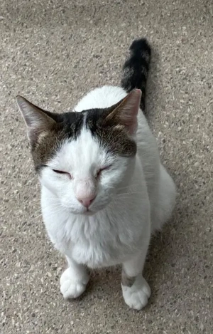 Traumkatze Zoe - Oberschmusebacke sucht tolles Zuhause mit Freigang Bild 2