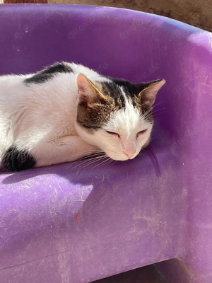 Traumkatze Zoe - Oberschmusebacke sucht tolles Zuhause mit Freigang Bild 4