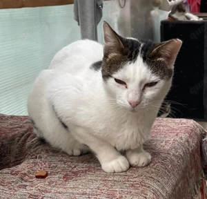 Traumkatze Zoe - Oberschmusebacke sucht tolles Zuhause mit Freigang Bild 3