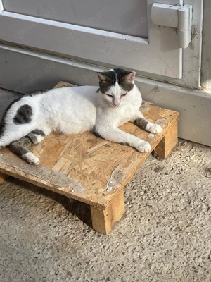 Traumkatze Zoe - Oberschmusebacke sucht tolles Zuhause mit Freigang Bild 5