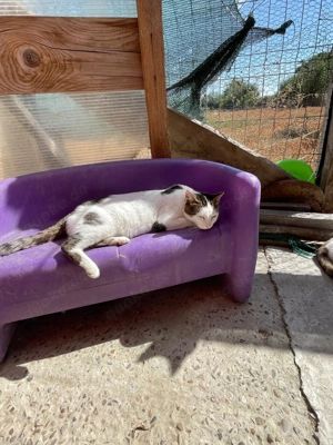 Traumkatze Zoe - Oberschmusebacke sucht tolles Zuhause mit Freigang Bild 6