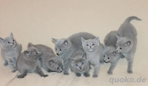 Russisch Blau Kätzchen (Reinrassig) Joo