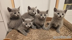 Russisch Blau Kätzchen (Reinrassig) Joo Bild 4