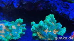 Space Invador Pectinia Bild 2