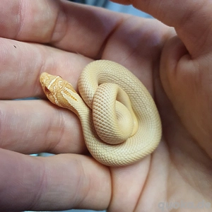 Heterodon nasicus Albino Toffeebelly  Toffeeglow