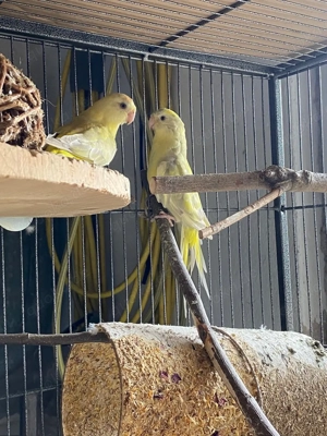 2 Singsittiche aus privater Hobbyhaltung suchen ein liebevolles Zuhause