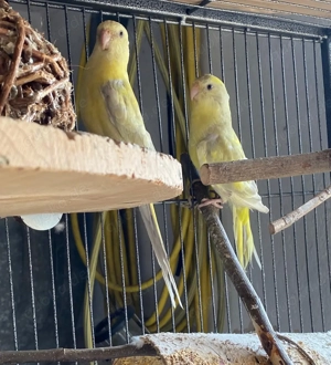 2 Singsittiche suchen ein neues Zuhause - Singsittich, Vögel