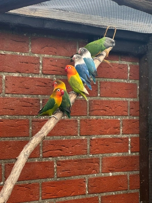 nehme Vögel auf  Bild 4