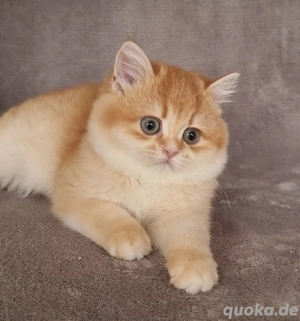 BKH britisch kurzhaar Kätzchen,kitten 
