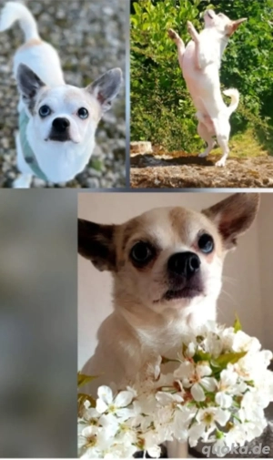 Chihuahua Deckrüde kein Verkauf  Bild 3