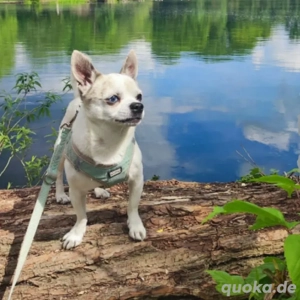 Chihuahua Deckrüde KEIN VERKAUF 